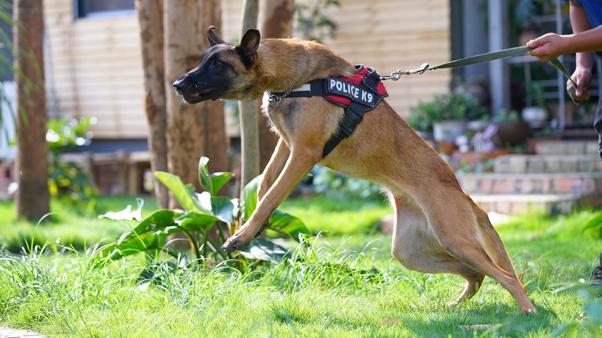 when-is-dog-owner-liable-dog-bite-utah